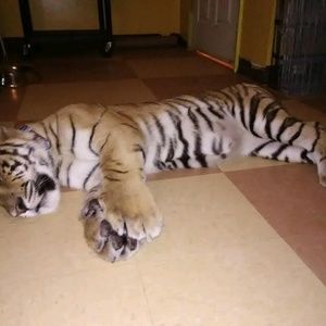 Meet your Posher, Cris